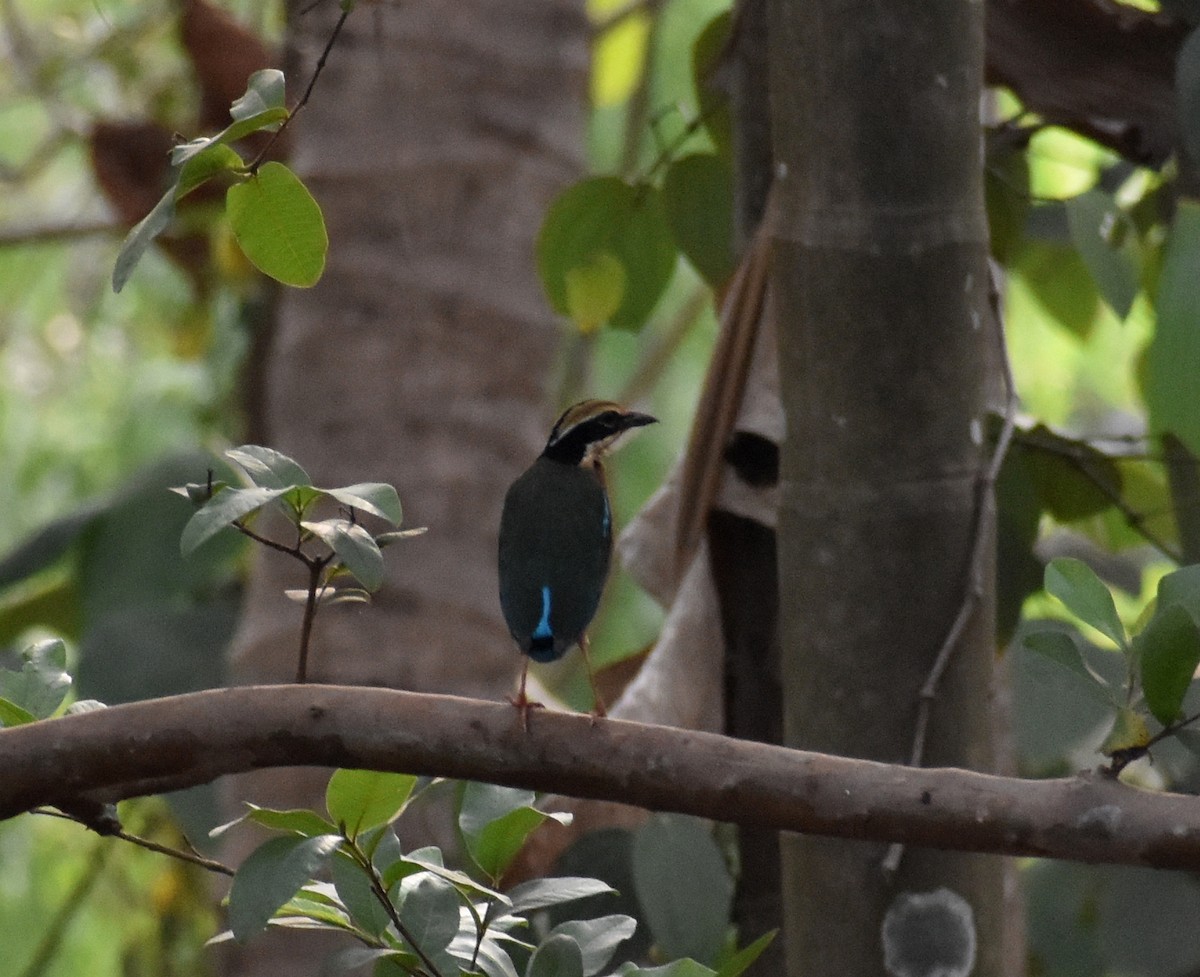 Indian Pitta - Anonymous