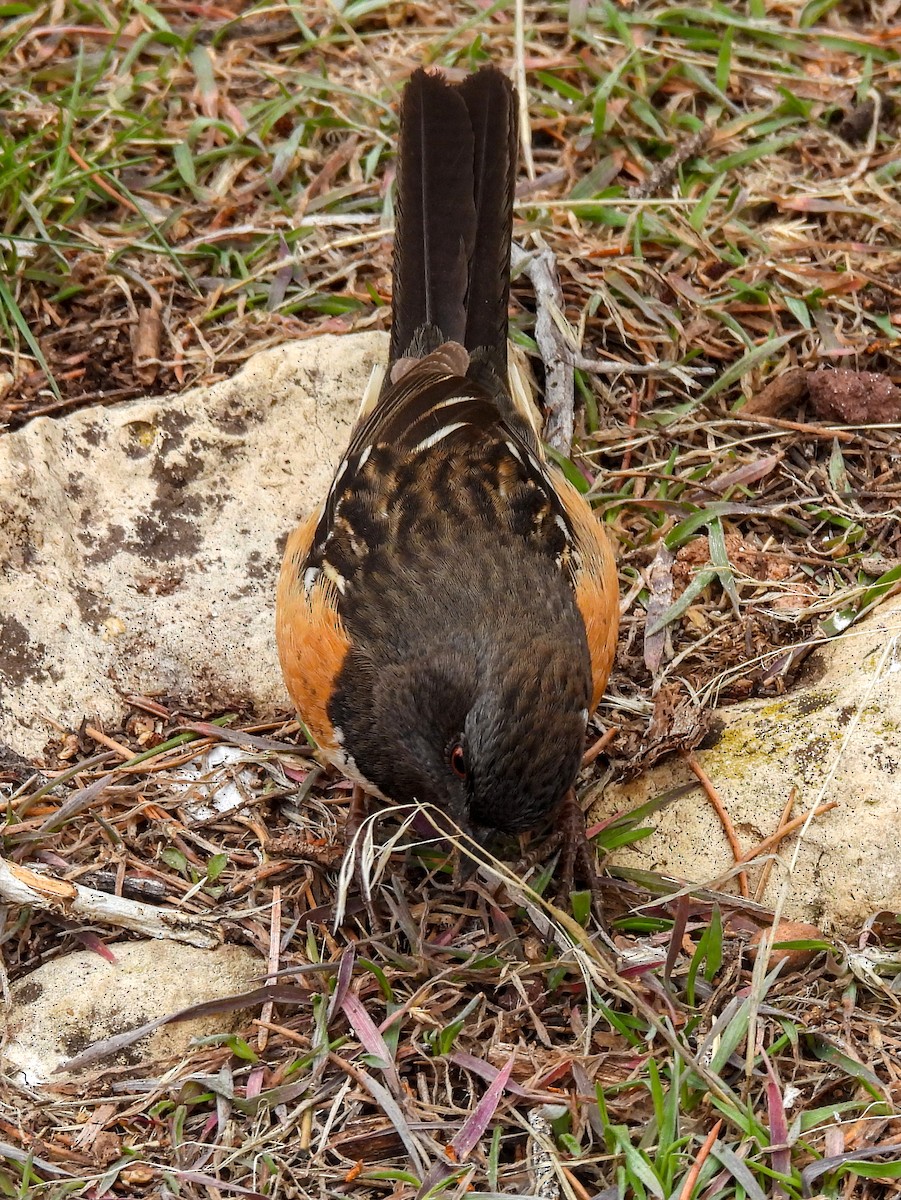 Spotted Towhee - ML617912112