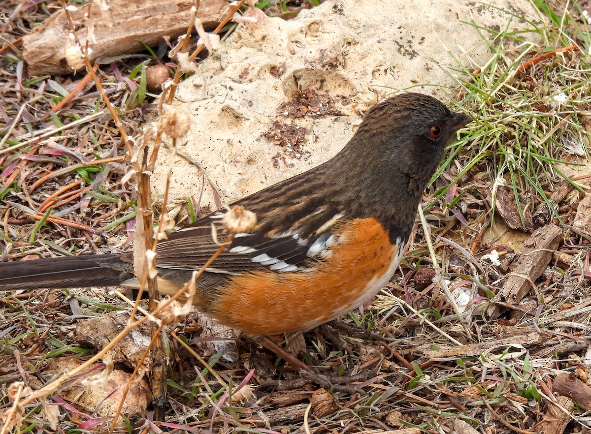 Spotted Towhee - ML617912114
