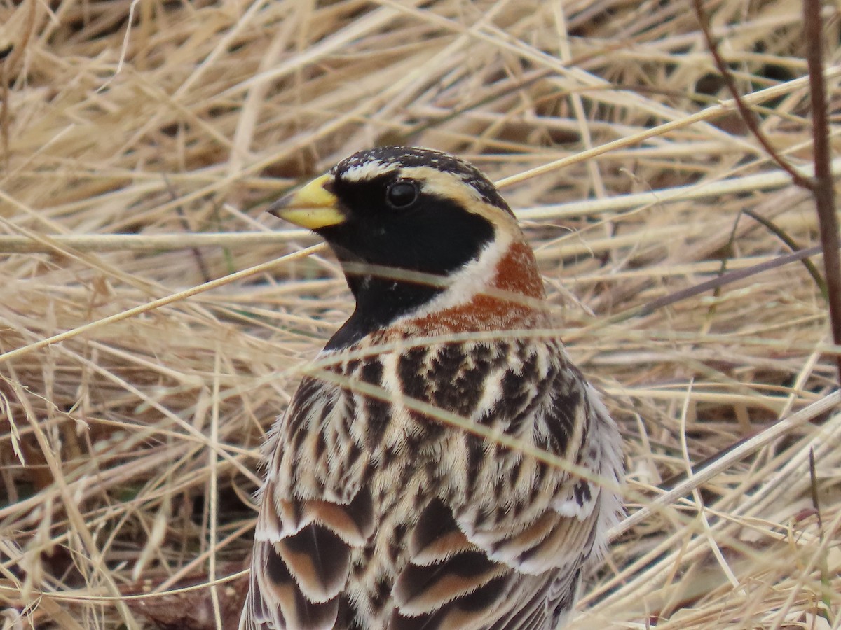 Lapland Longspur - Laura Burke