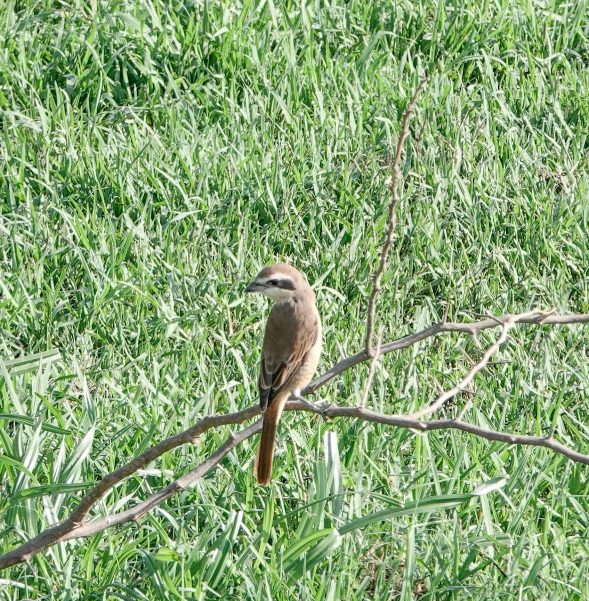 Brown Shrike - ML617912165