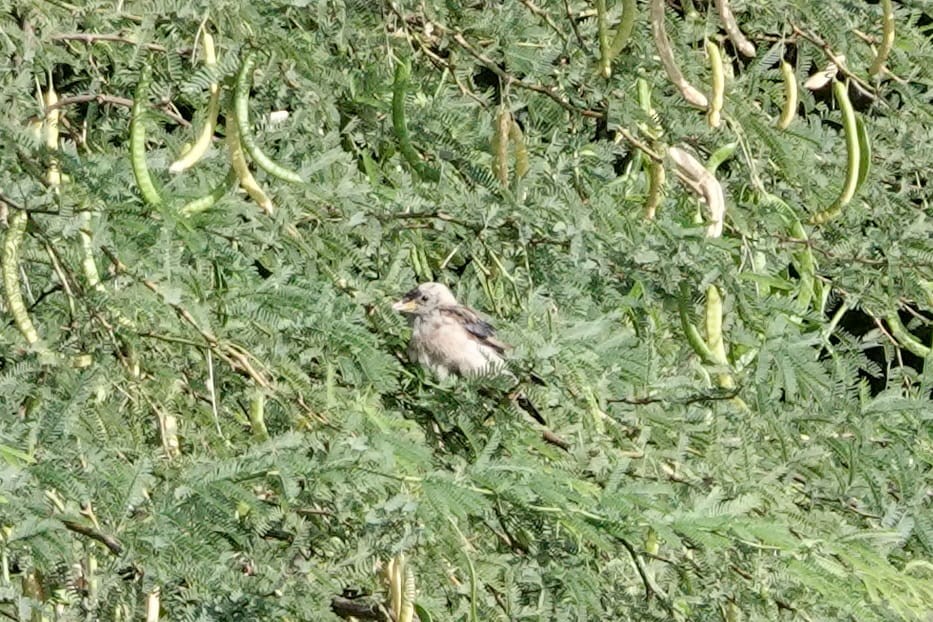 Rosy Starling - ML617912168