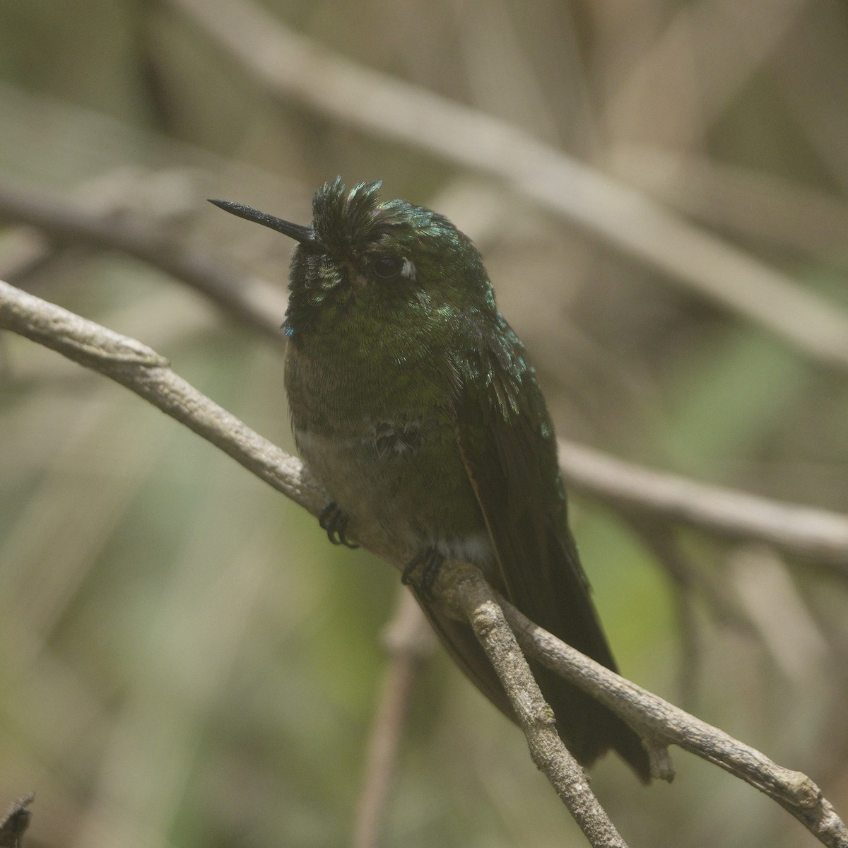 Tyrian Metaltail (Santa Marta) - ML617912170