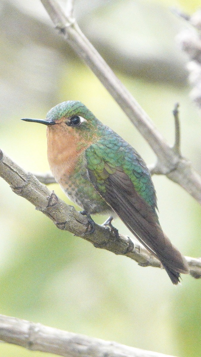 Tyrian Metaltail (Santa Marta) - ML617912171