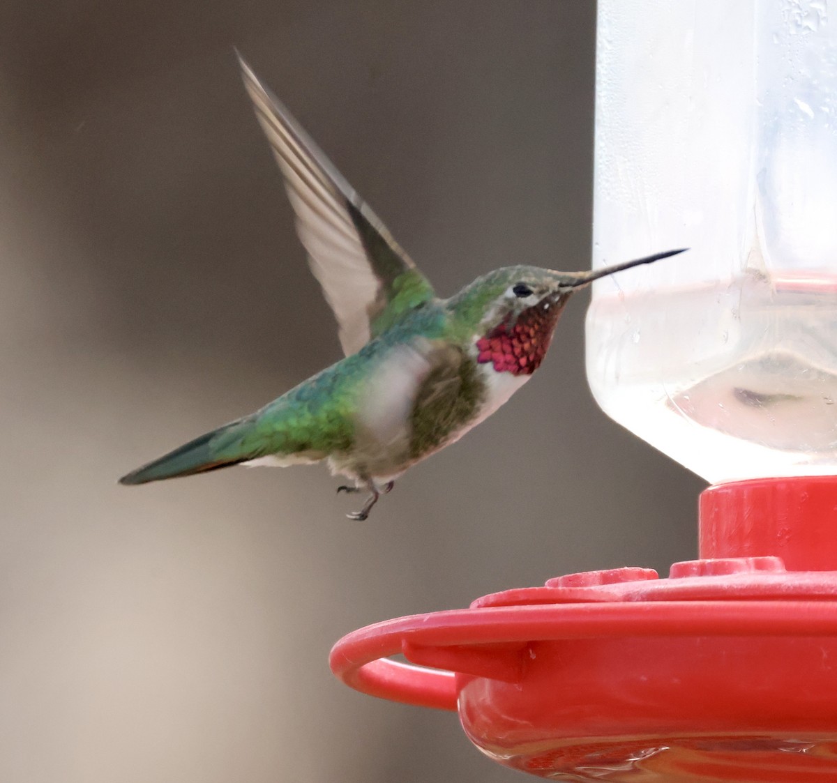 Broad-tailed Hummingbird - ML617912183