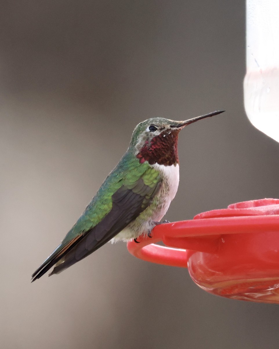 Broad-tailed Hummingbird - ML617912184