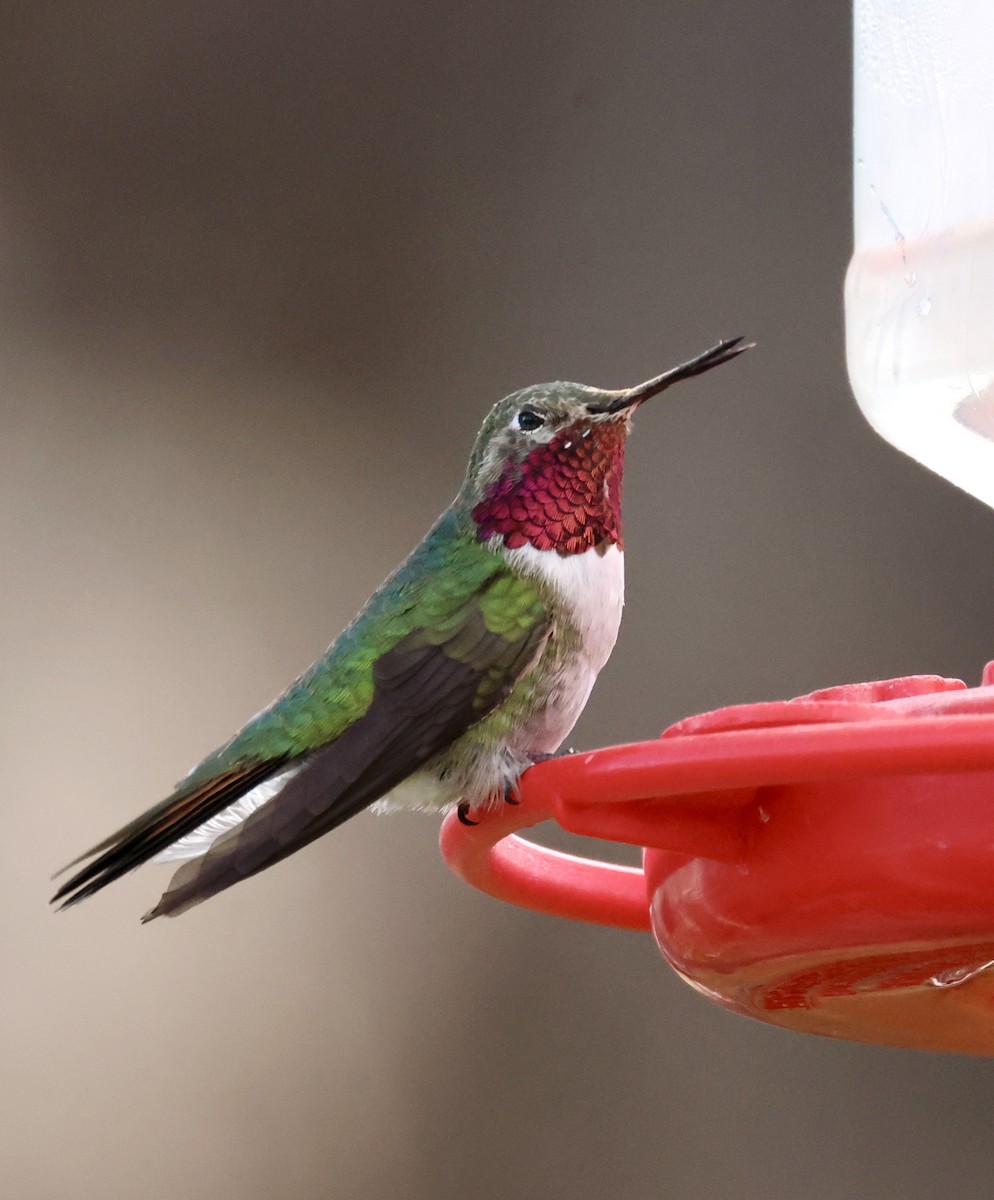 Broad-tailed Hummingbird - ML617912185