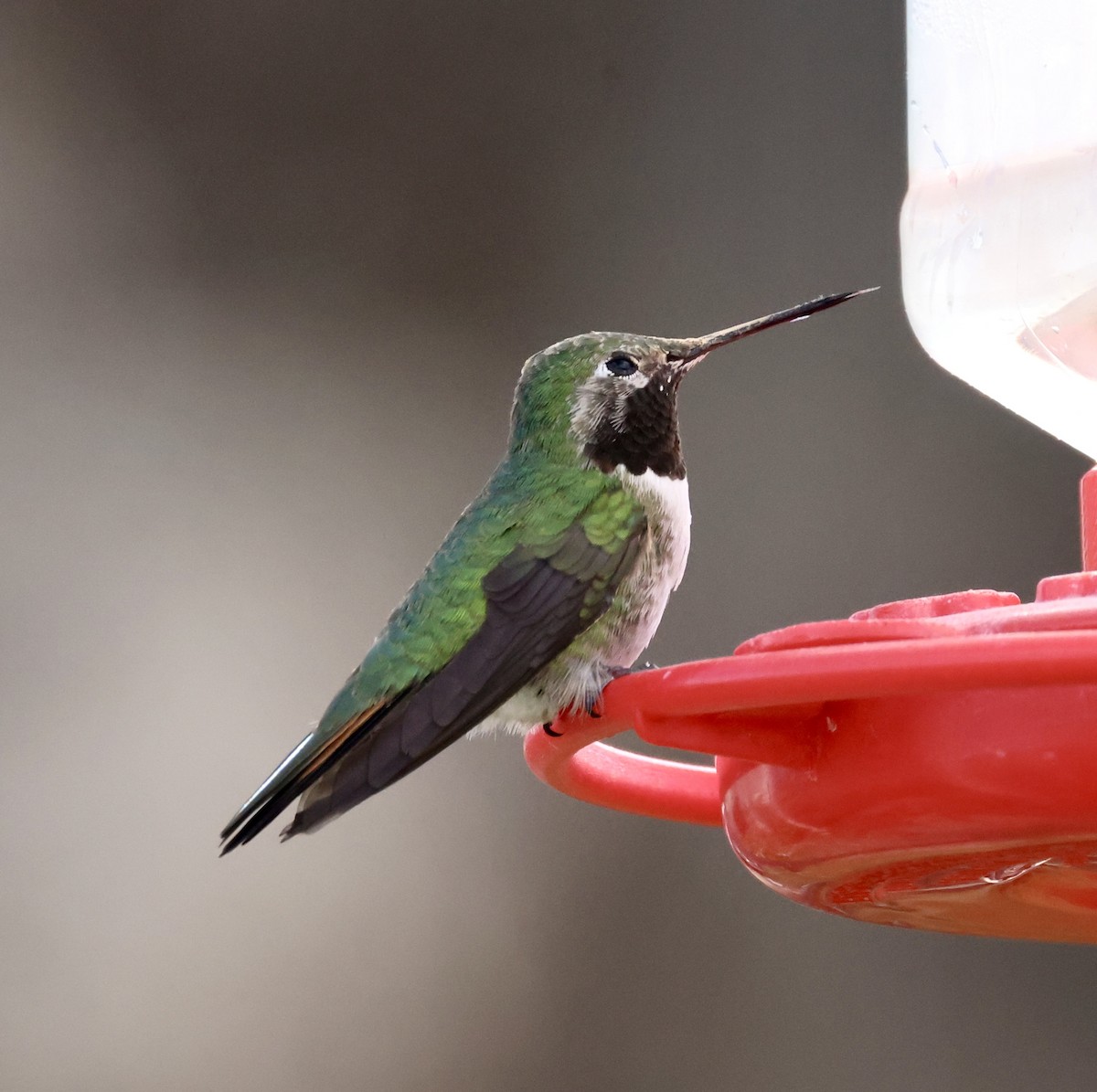 Broad-tailed Hummingbird - ML617912186