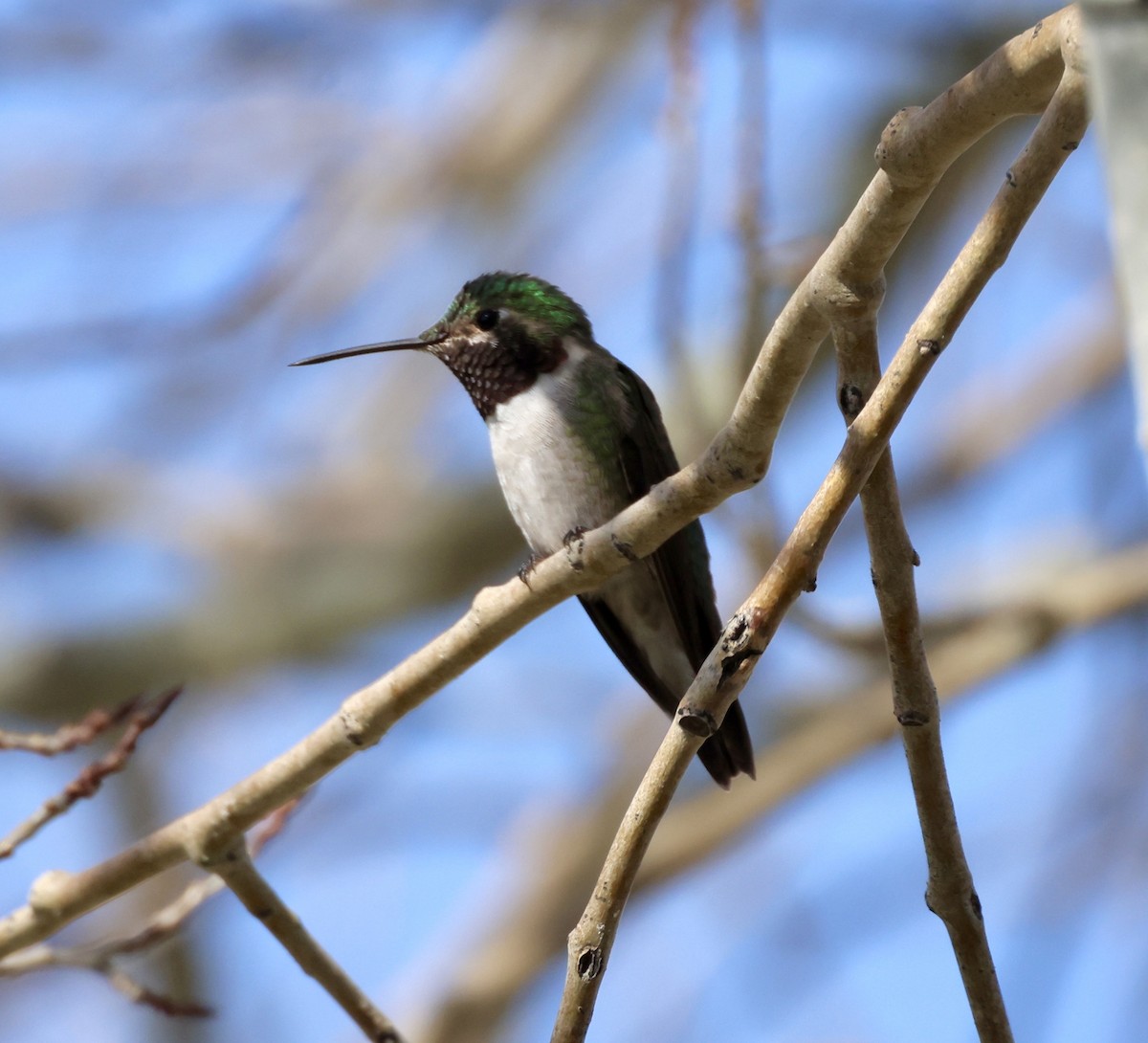 Broad-tailed Hummingbird - ML617912188