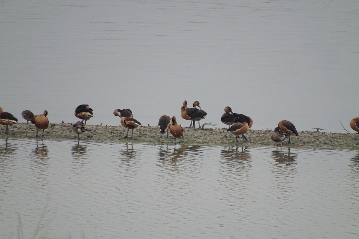 Fulvous Whistling-Duck - ML617912192