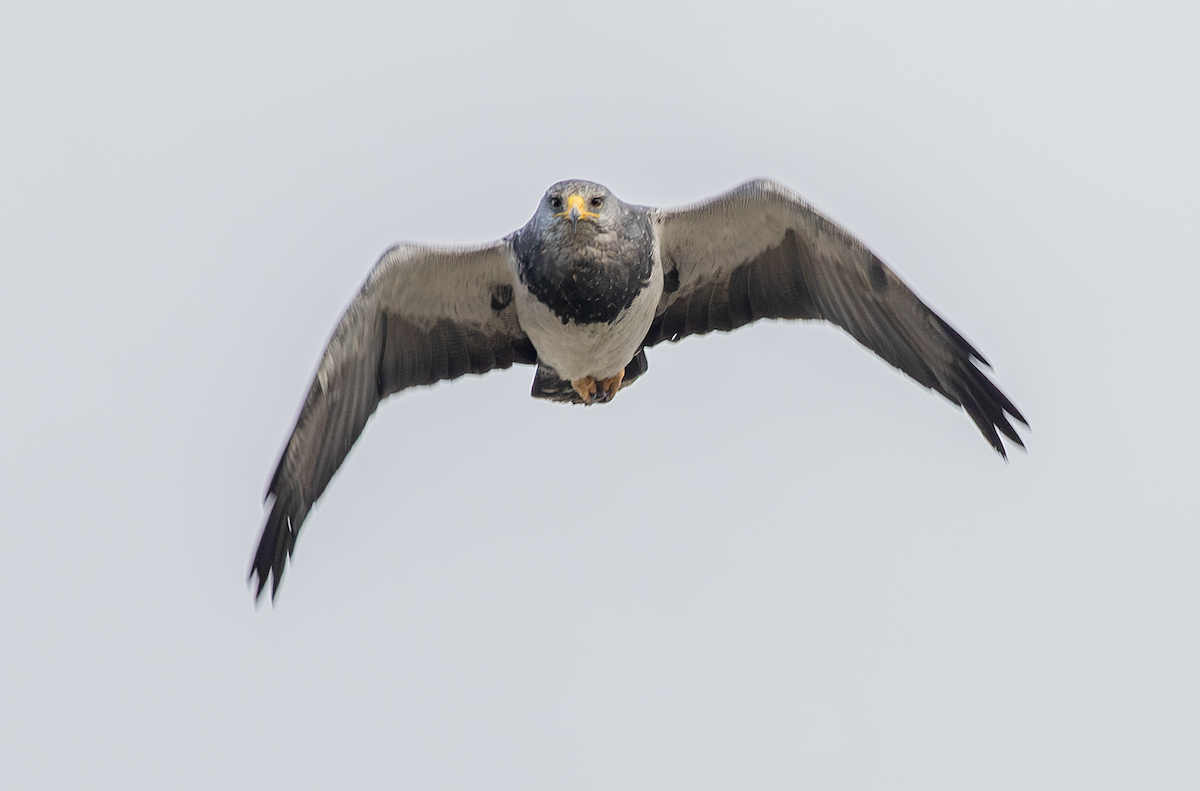 Black-chested Buzzard-Eagle - ML617912212