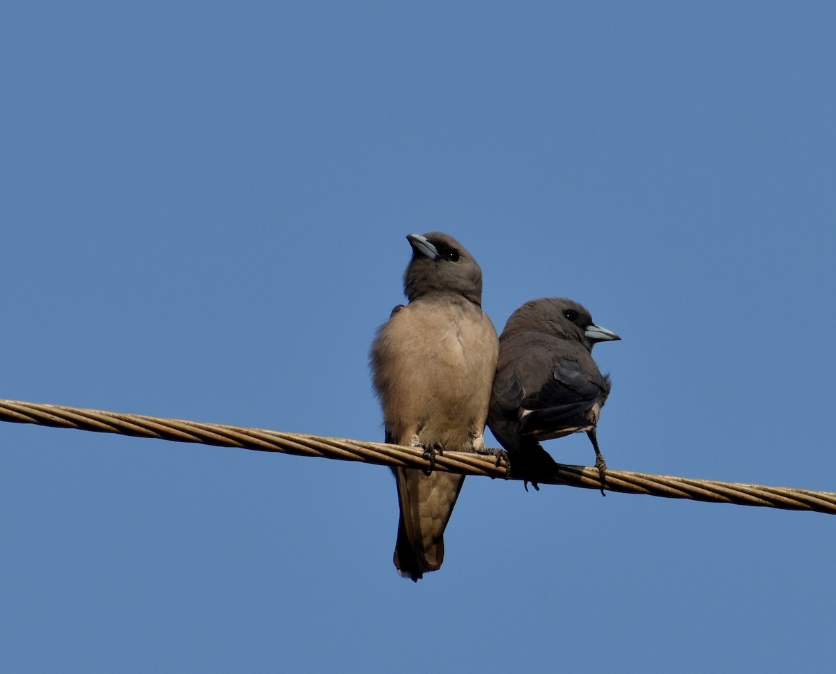 Ashy Woodswallow - Anonymous