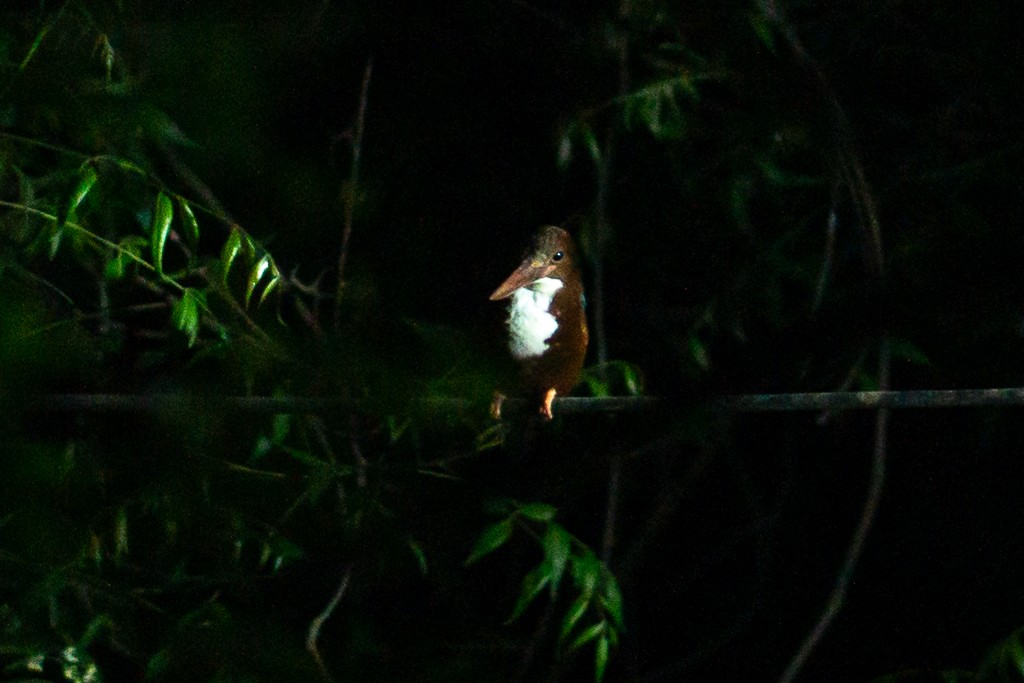 White-throated Kingfisher - ML617912284