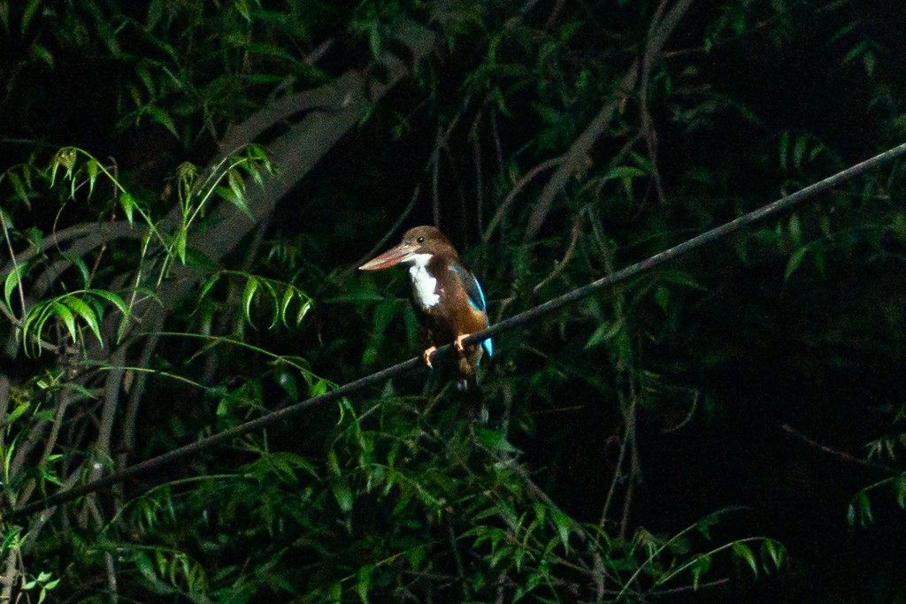 White-throated Kingfisher - ML617912288