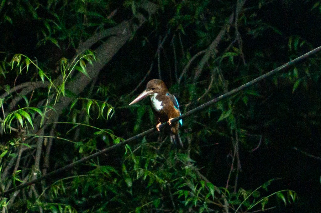 White-throated Kingfisher - ML617912290