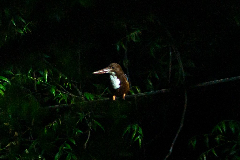 White-throated Kingfisher - ML617912294