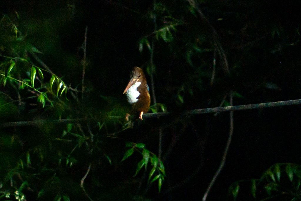 White-throated Kingfisher - ML617912295