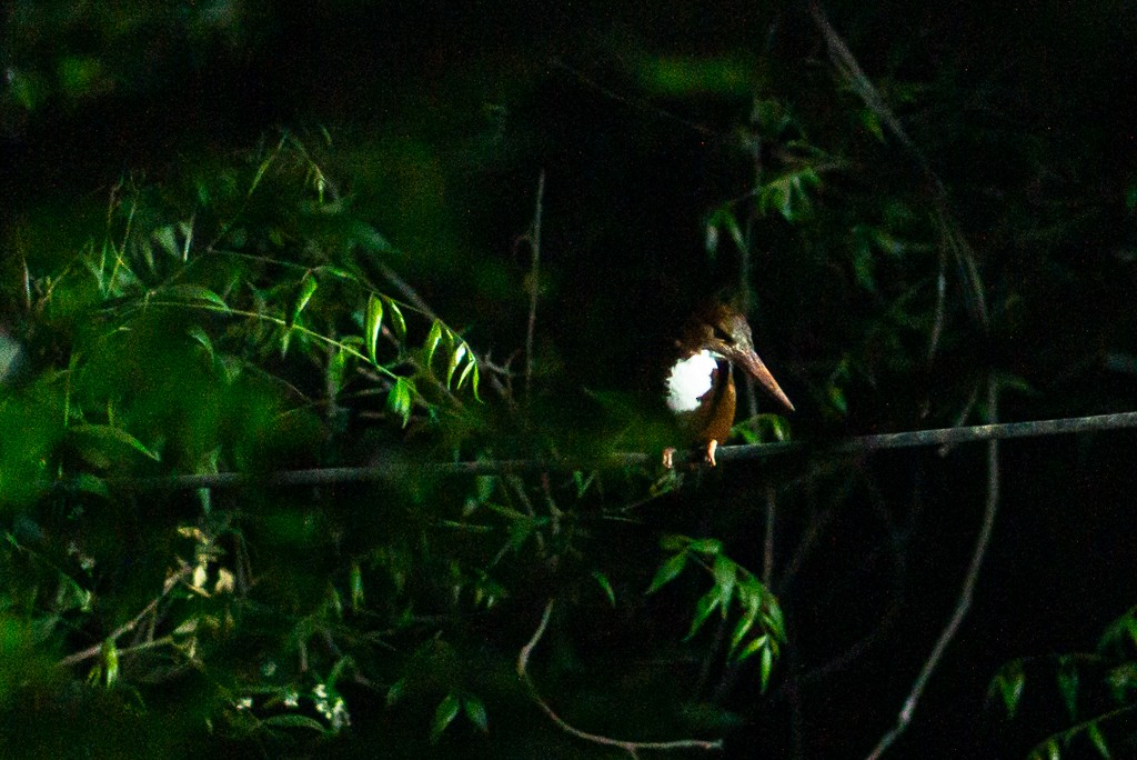 White-throated Kingfisher - ML617912296