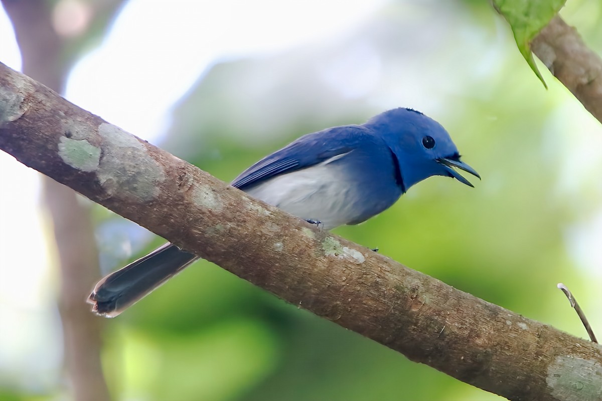 Black-naped Monarch - ML617912301