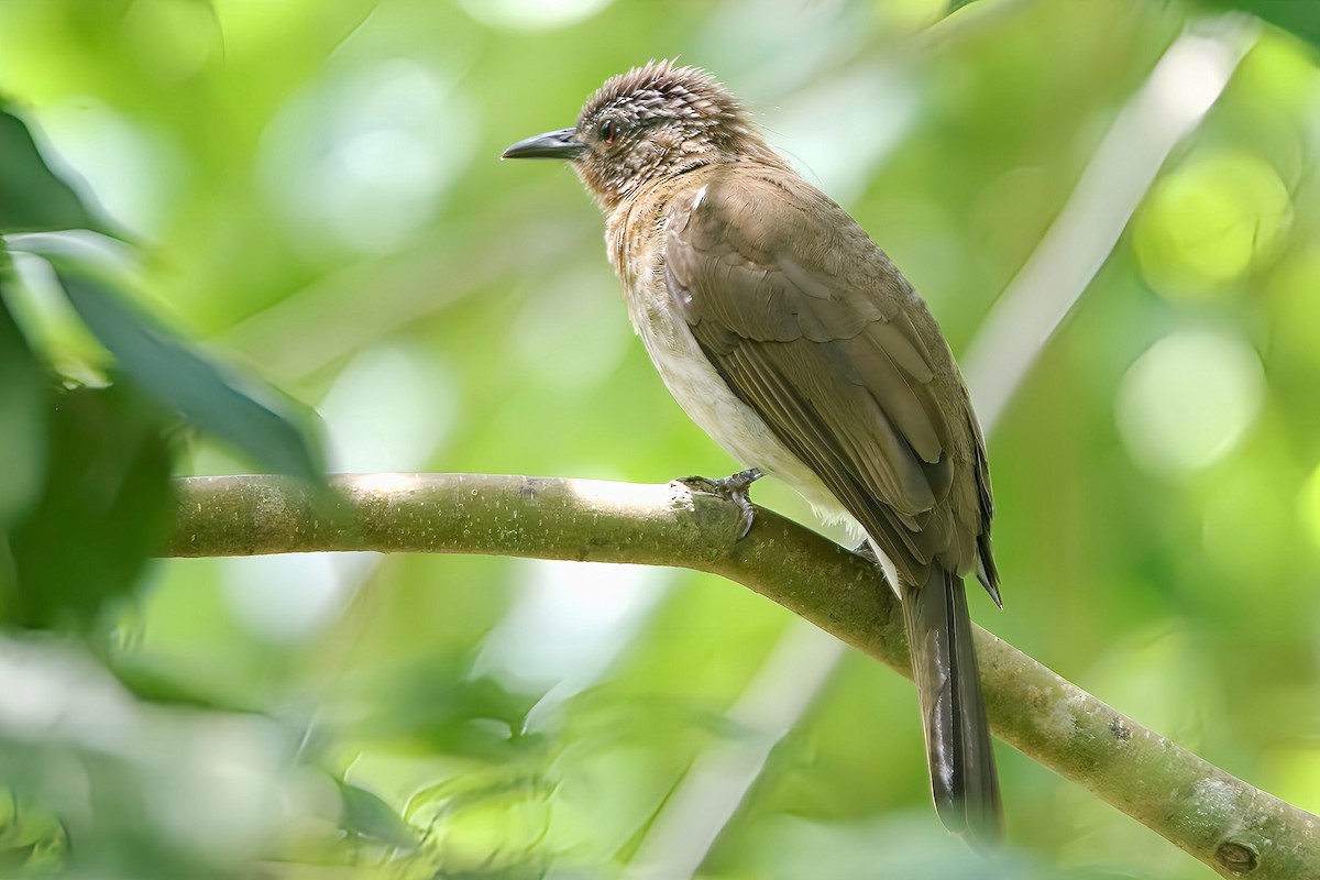 Philippine Bulbul - ML617912308