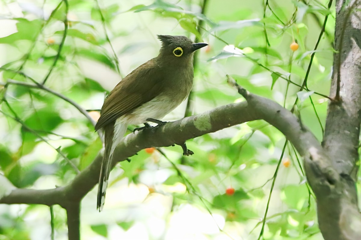 Yellow-vented Bulbul - ML617912312