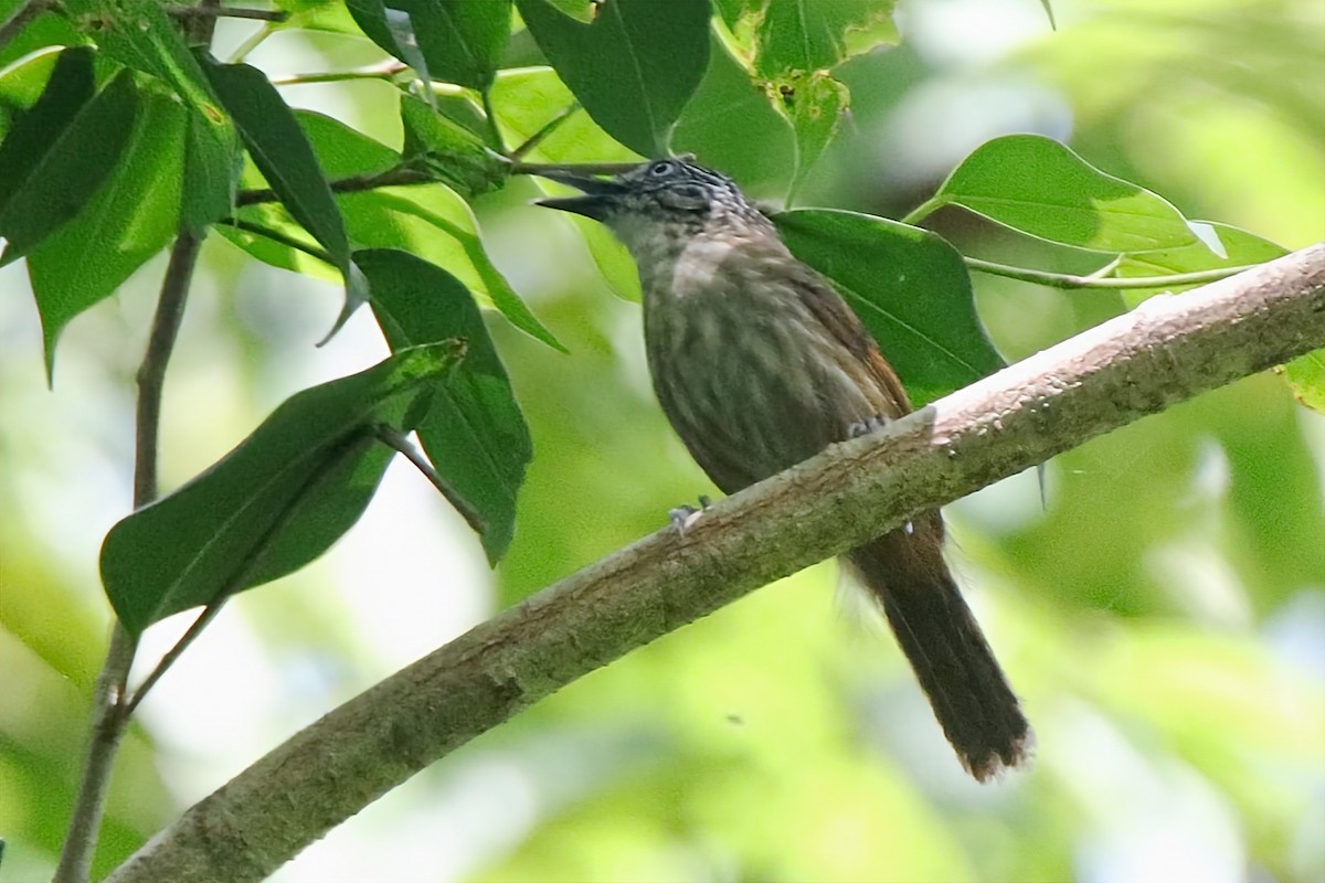 Brown Tit-Babbler - Chris Chafer