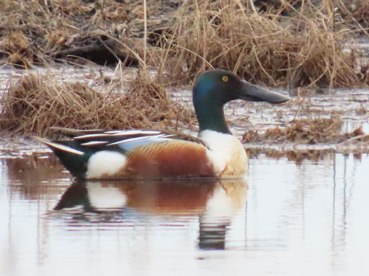 Northern Shoveler - Laura Burke