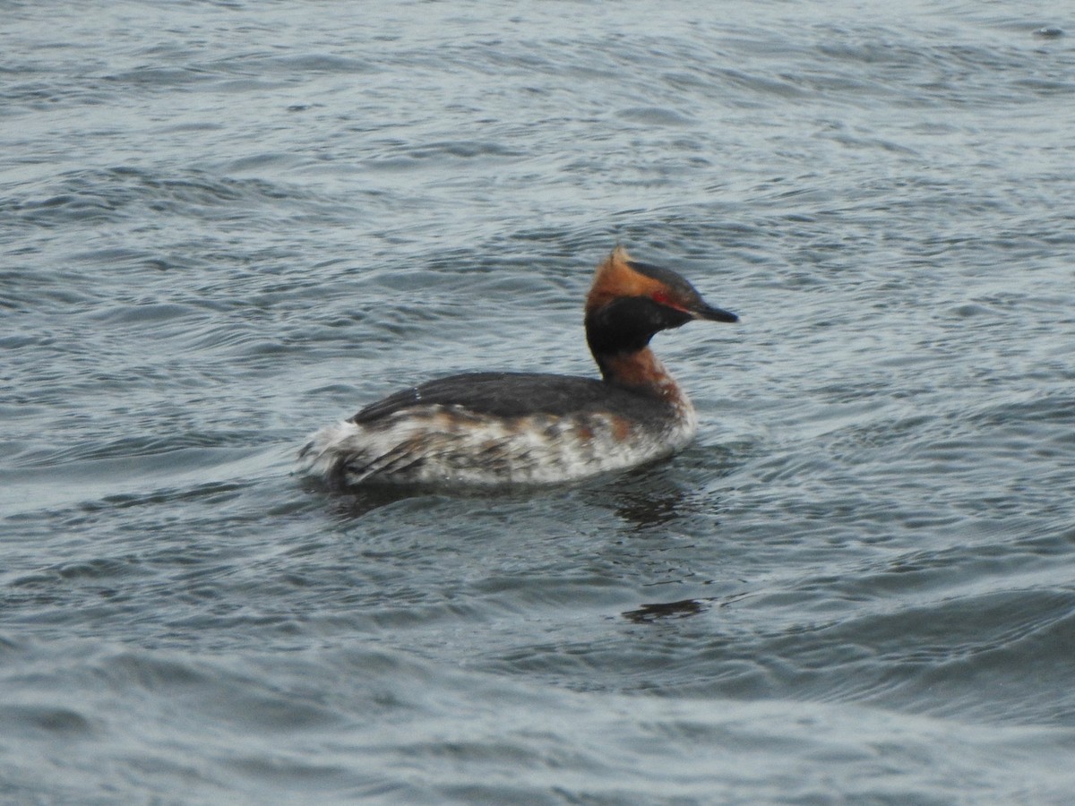 Horned Grebe - ML617912375