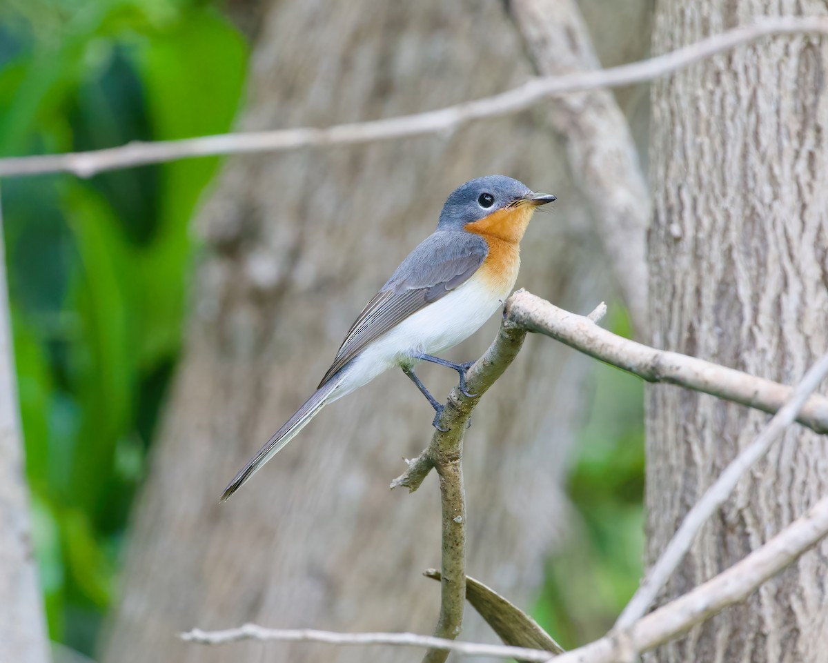 Broad-billed Flycatcher - ML617912398