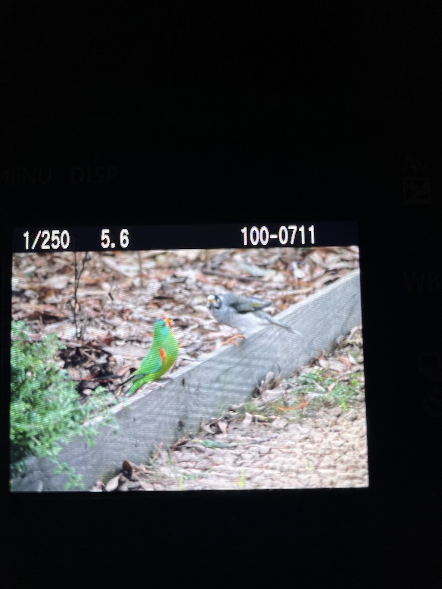 Swift Parrot - ML617912511