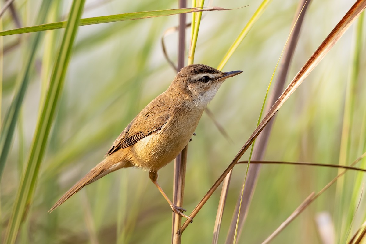 Manchurian Reed Warbler - ML617912517