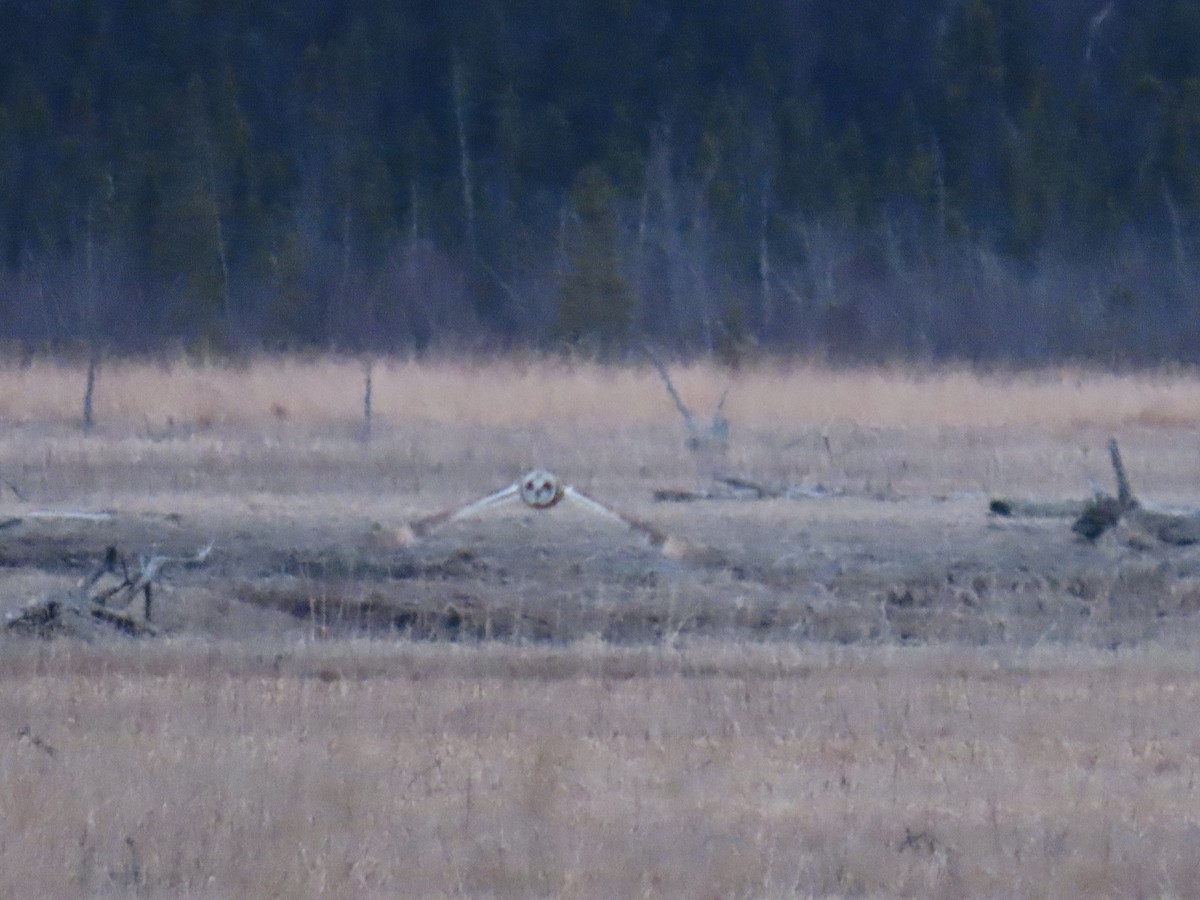 Short-eared Owl - ML617912521