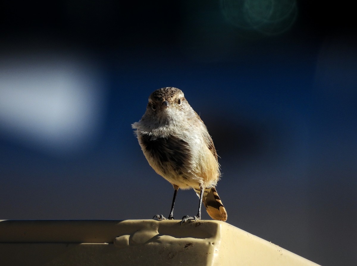 Rock Wren - ML617912570