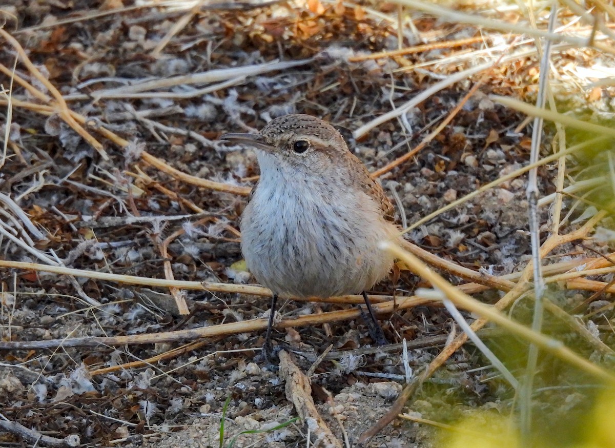 Rock Wren - ML617912571