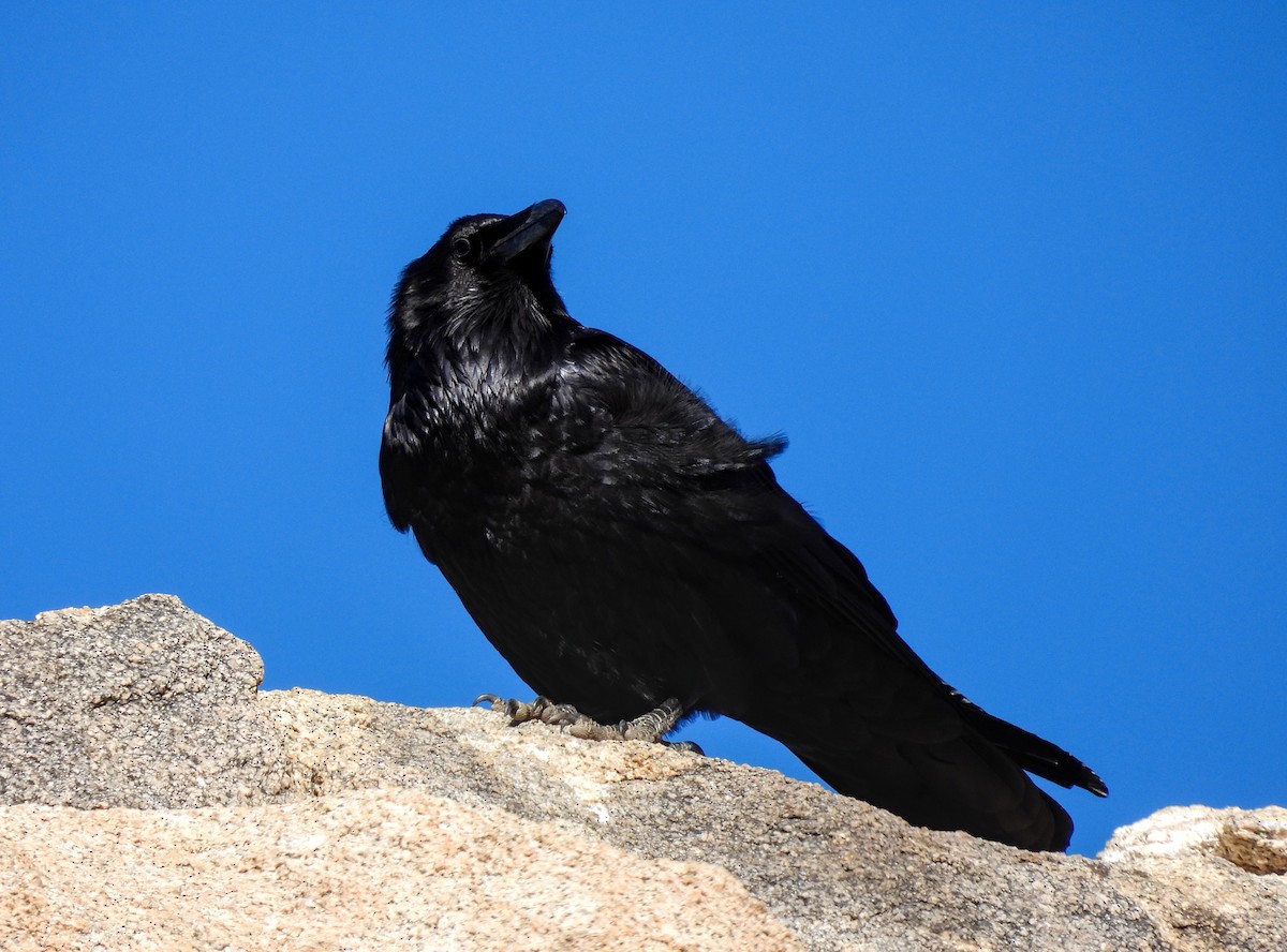 Common Raven - ML617912573