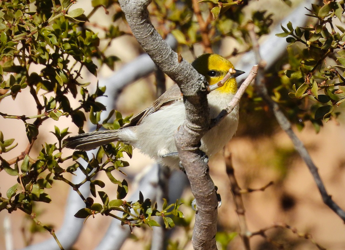 Pájaro Moscón Baloncito - ML617912574