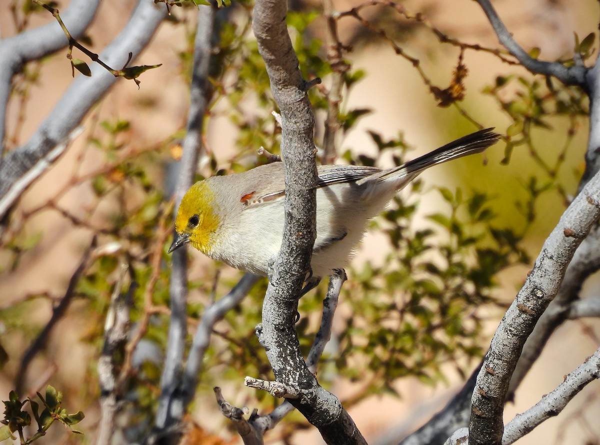 Pájaro Moscón Baloncito - ML617912575