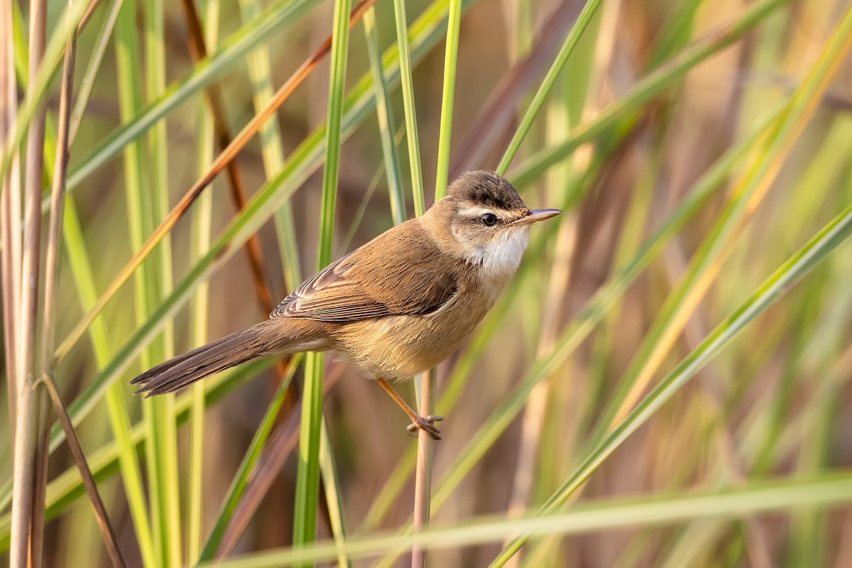 Manchurian Reed Warbler - Stefan Hirsch