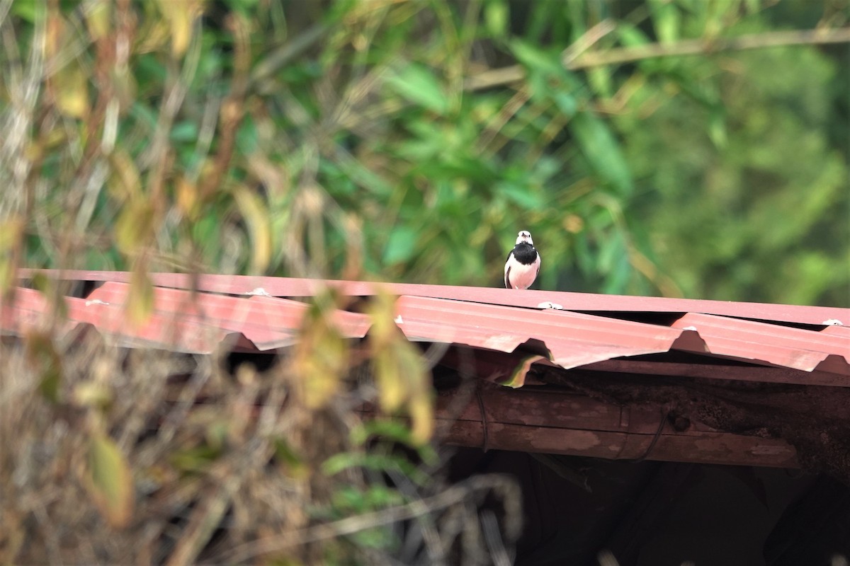 White Wagtail (Chinese) - ML617912687