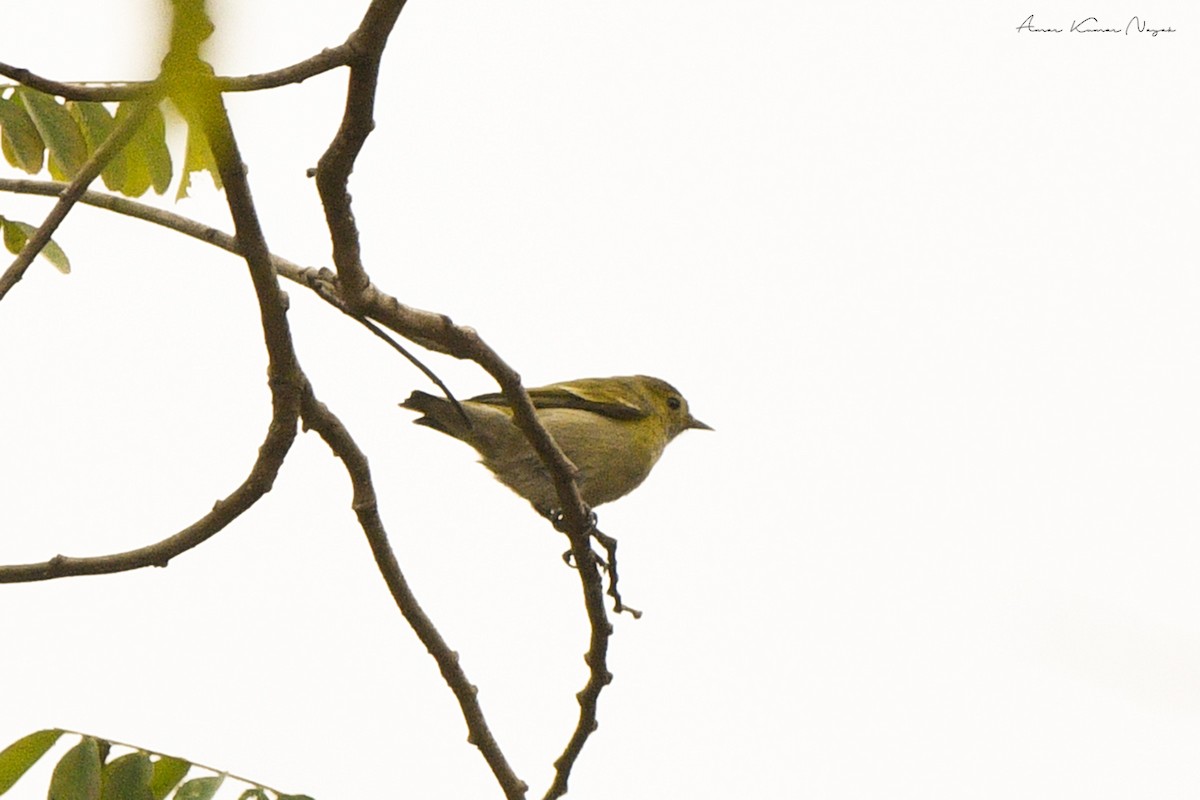 Fire-capped Tit - ML617912794