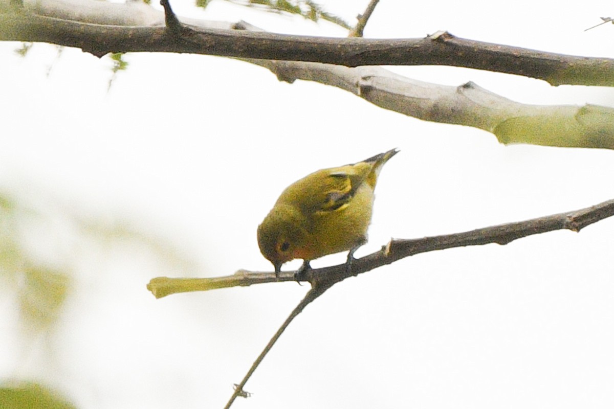 Fire-capped Tit - ML617912795