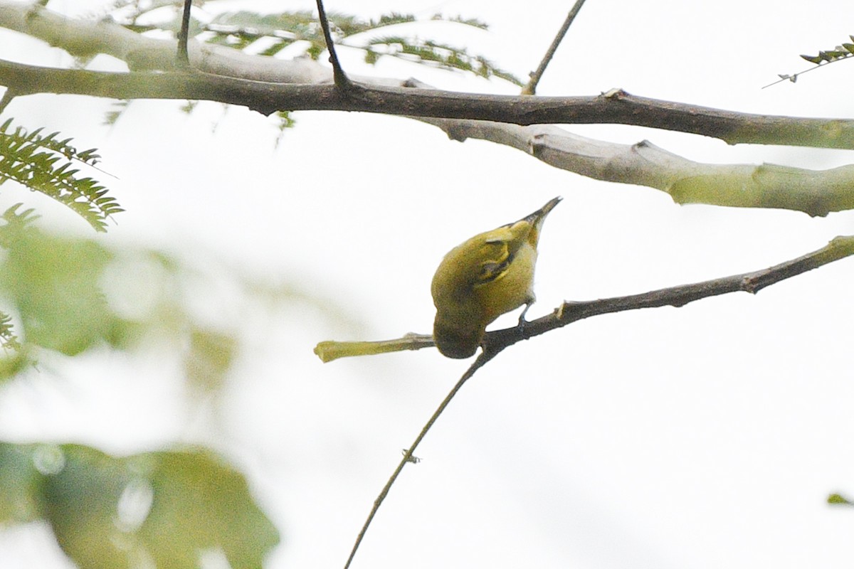 Fire-capped Tit - ML617912796