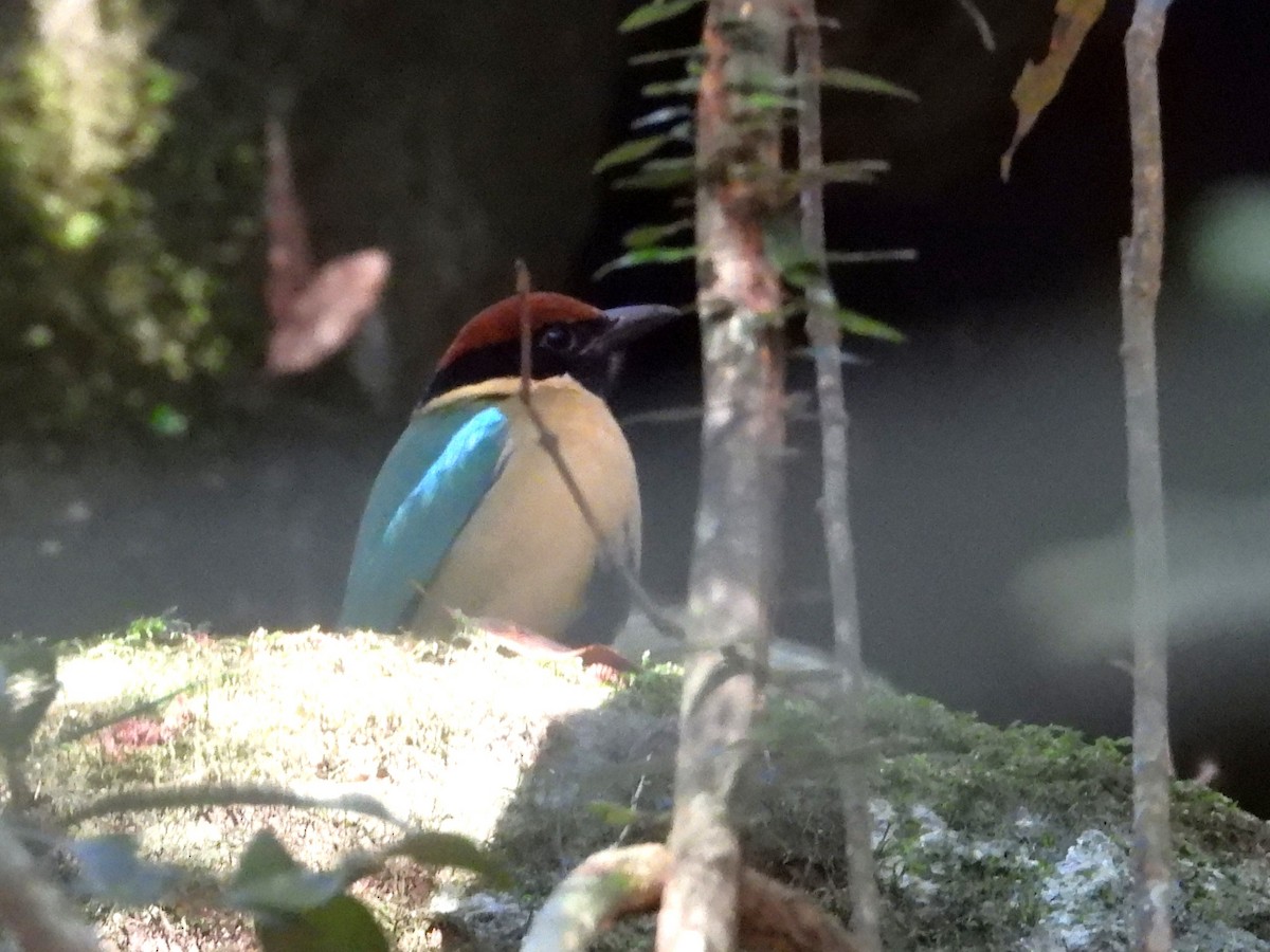 Noisy Pitta - ML617912800