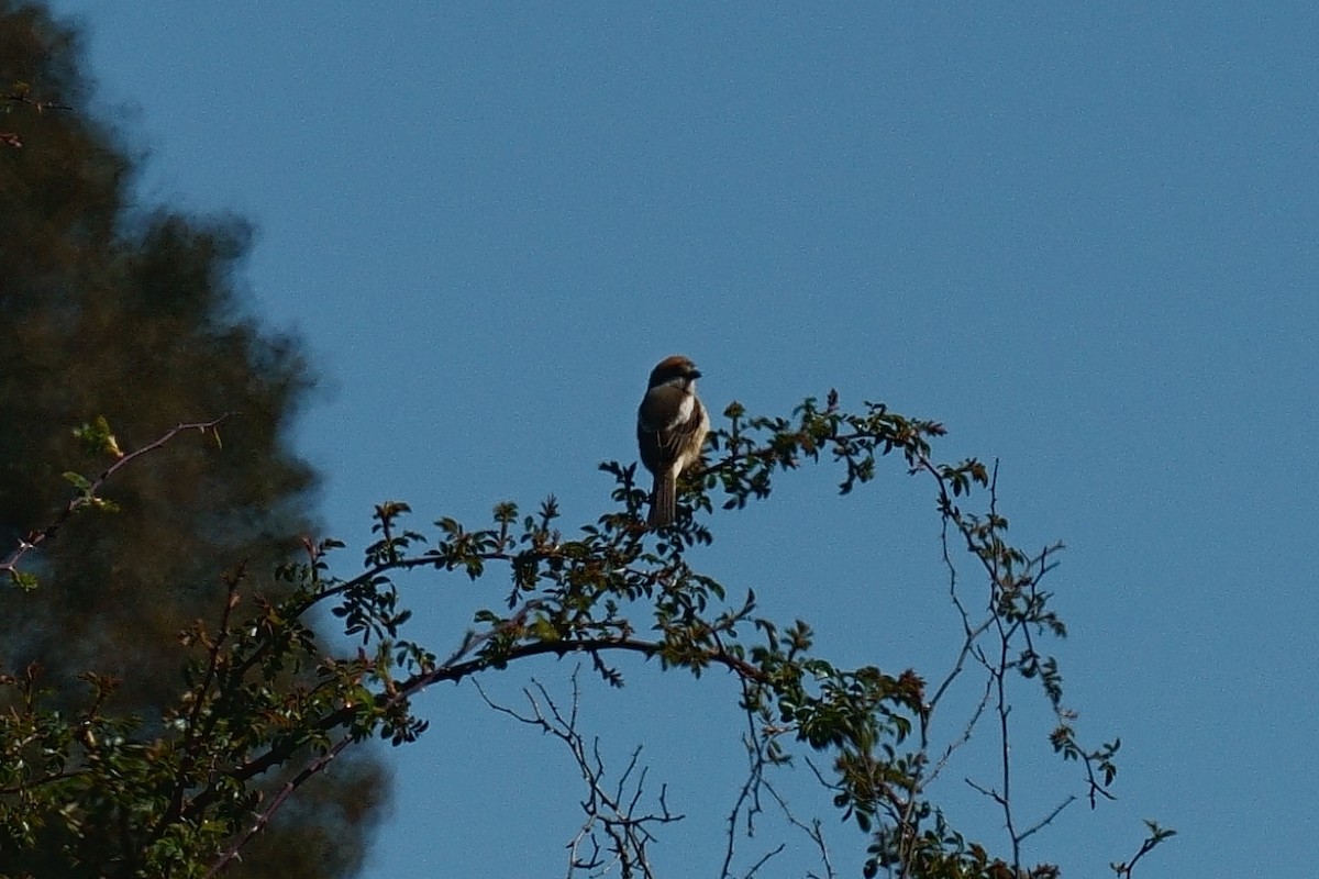 Woodchat Shrike - ML617912859