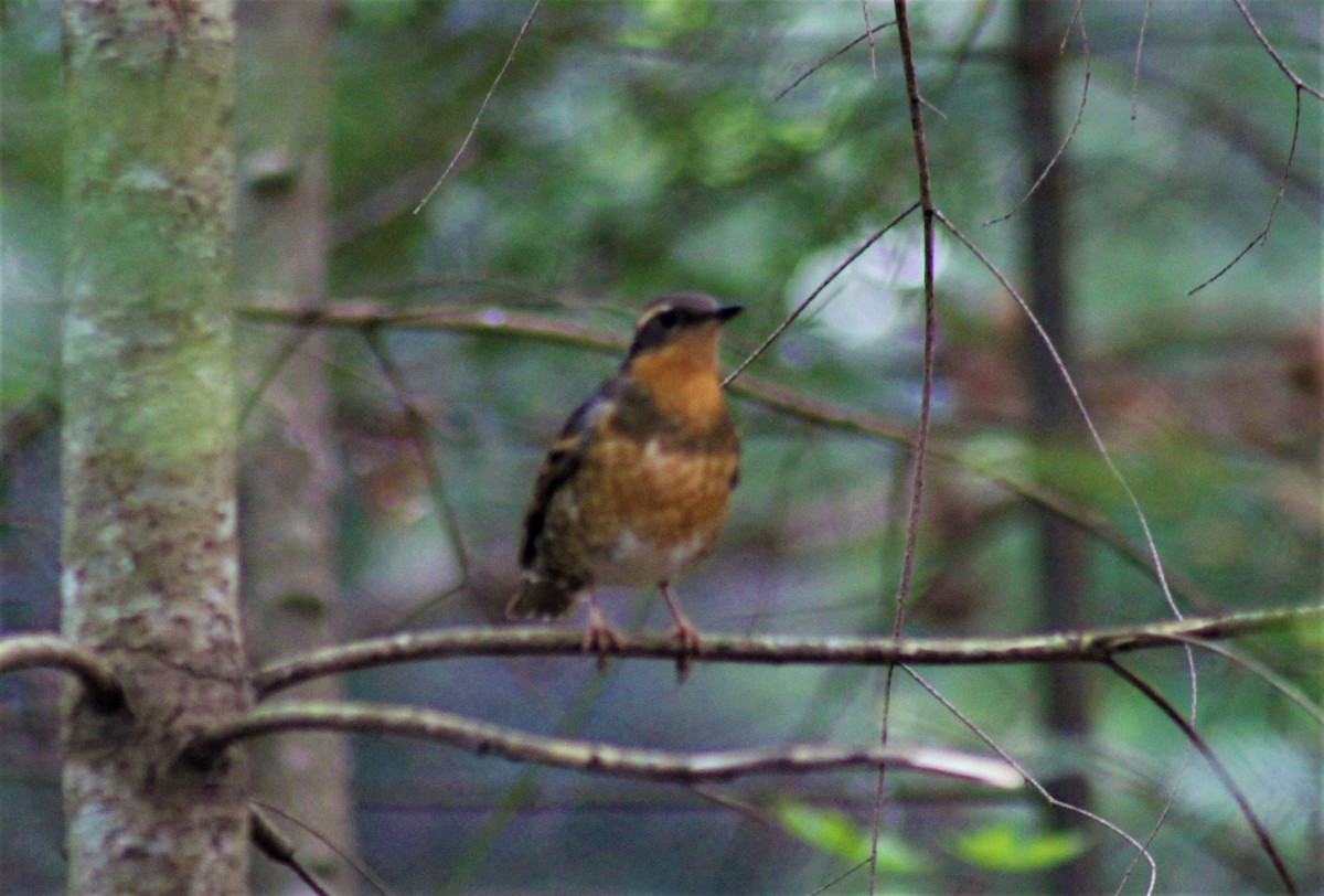 Varied Thrush - ML617912864