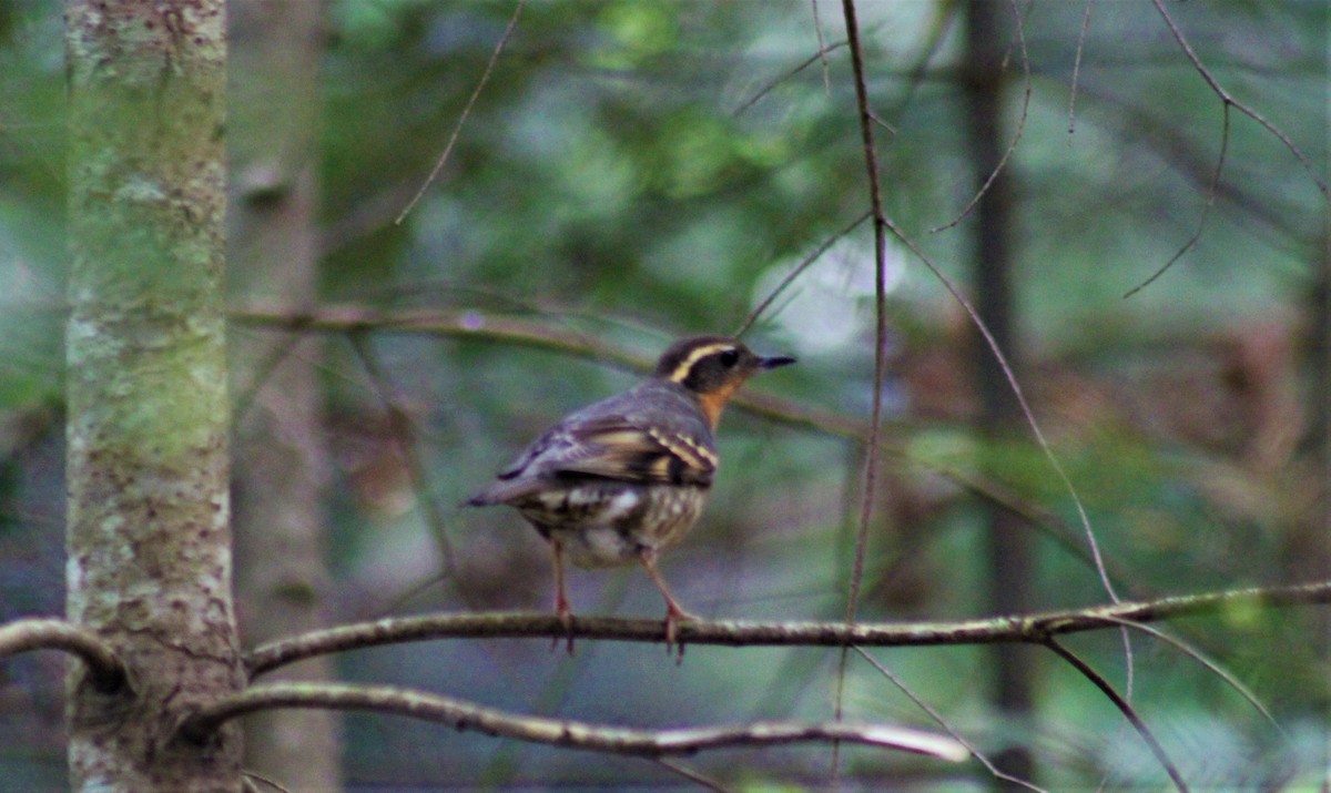 Varied Thrush - ML617912865