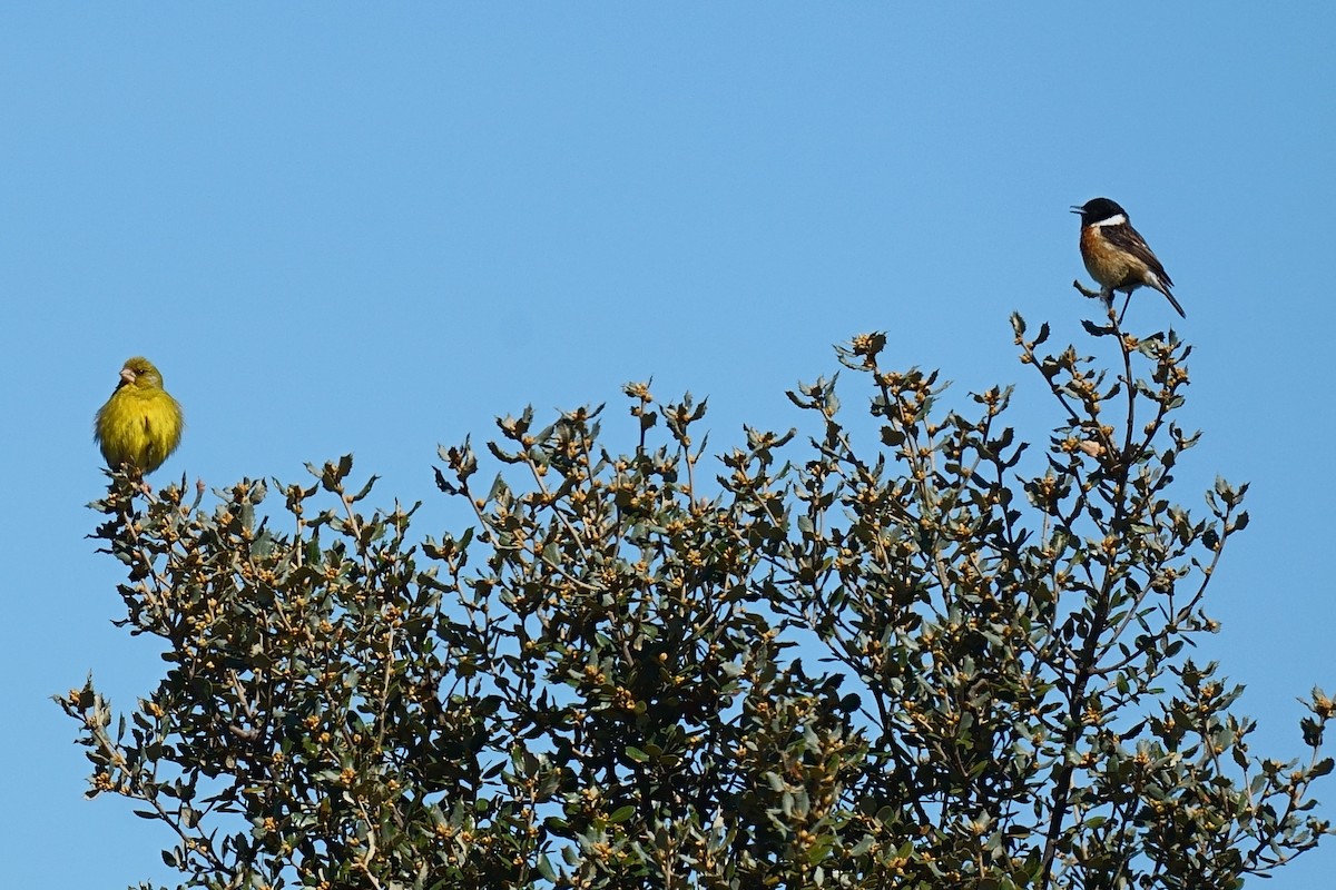 European Stonechat - ML617912872