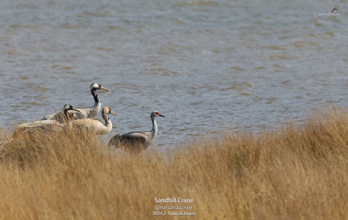 Sandhill Crane - xiaochen HU