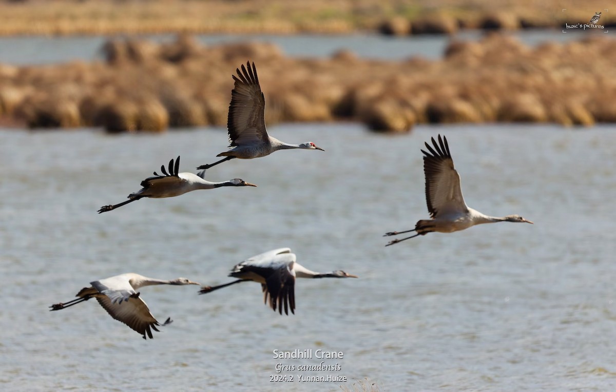 Sandhill Crane - ML617912929