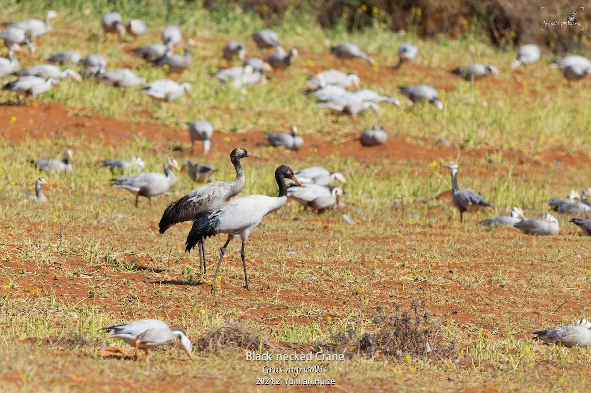 Black-necked Crane - ML617912930